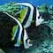 Bannerfish